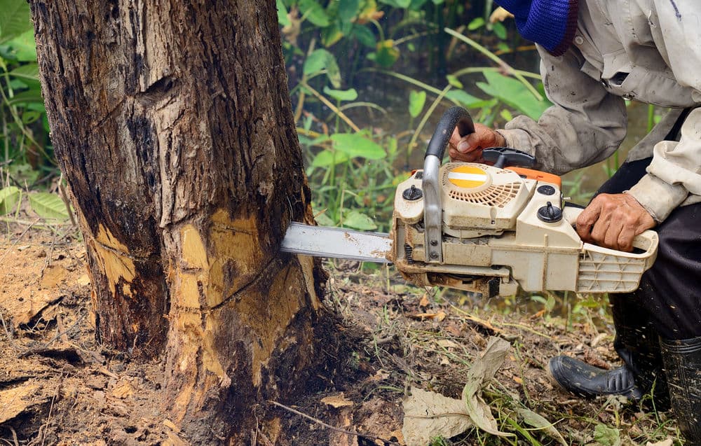 Tree Removal & Stump Grinding image