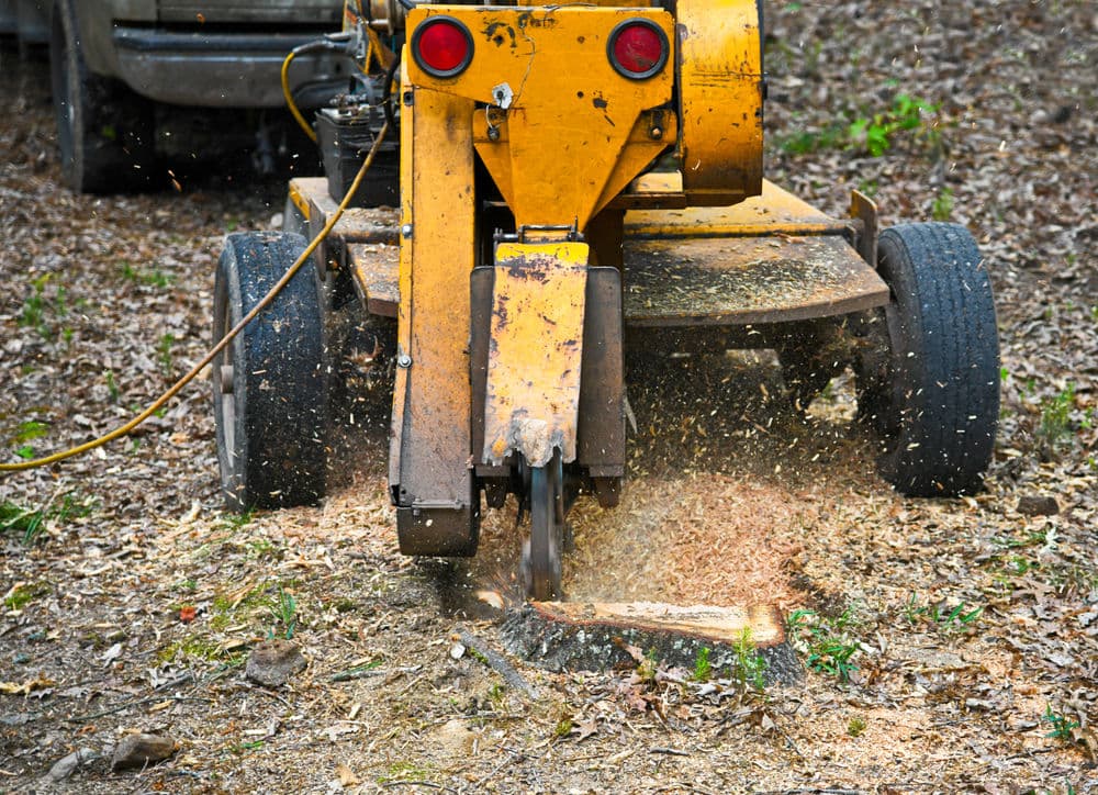 Tree Removal & Stump Grinding image